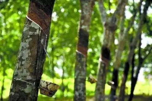 天然橡膠行情|多因素影響下，天然橡膠小幅上調(diào)