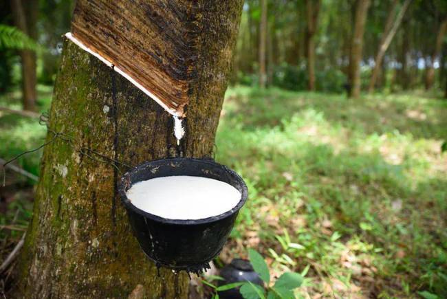 泰國撥款100億泰銖用于橡膠價格保證計劃